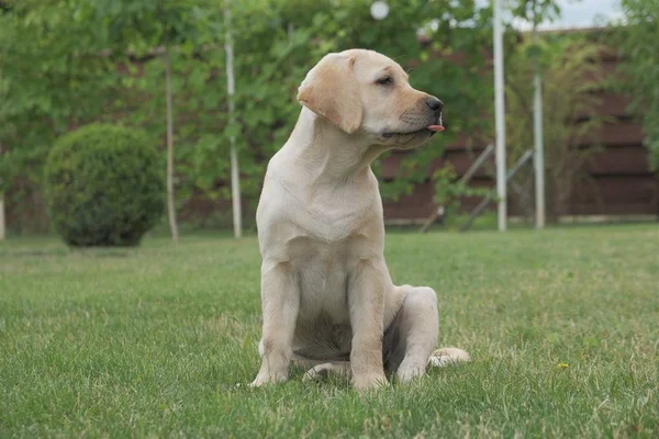 Yeşil çimenlerin üzerinde oturan Fawn Labrador yavrusu. Dişi dört aylık. Yeşil bitkilerin arka planında. Safkan köpek yavrusu. Bir köpek portresi.