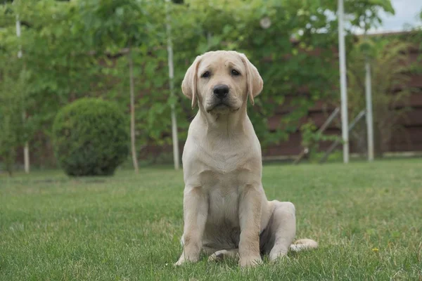 Yeşil çimenlerin üzerinde oturan Fawn Labrador yavrusu. Dişi dört aylık. Yeşil bitkilerin arka planında. Safkan köpek yavrusu. Bir köpek portresi.
