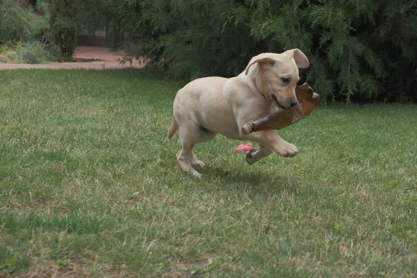 子牛のラブラドールの子犬は 彼の口の中にペットボトルを持って草の中を走ります ラブラドールの子犬は草原の緑の草の上で遊びます 耳を上げて走る — ストック写真
