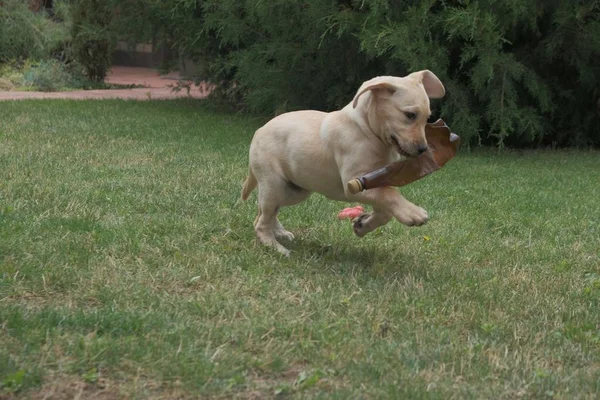 Bir fawn labrador yavrusu ağzında plastik bir şişe ile çim üzerinden çalışır. Labrador yavrusu çayırın yeşil çimenlerinde oynuyor. Kulakları yukarı ile çalışan.