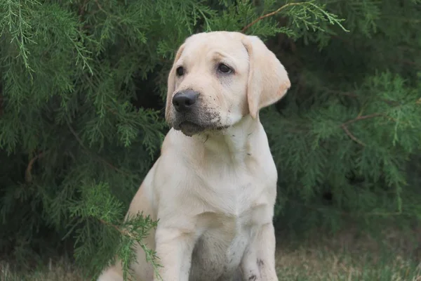 Yeşil çimenlerin üzerinde oturan Fawn Labrador yavrusu. Dişi dört aylık. Yeşil bitkilerin arka planında. Safkan köpek yavrusu. Bir köpek portresi.