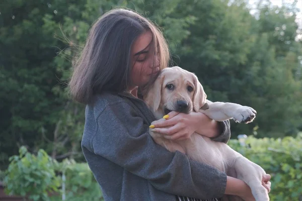 Genç bir kız kollarında bir labrador tutar. Köpek dört aylık, ısırır ve kız ile oynar.