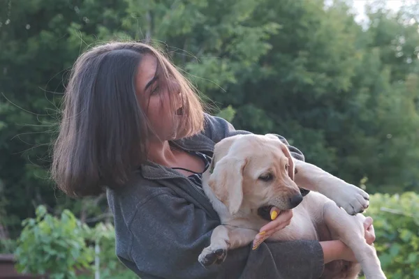 Genç bir kız kollarında bir labrador tutar. Köpek dört aylık, ısırır ve kız ile oynar.