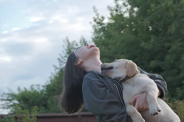 Genç bir kız kollarında bir labrador tutar. Köpek dört aylık, ısırır ve kız ile oynar.