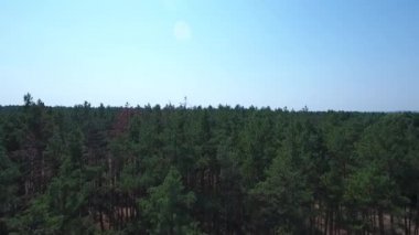 Kozalaklı orman havadan görünümü. Bir insansız hava aracı çamların üzerinden uçar. Berrak mavi gökyüzü.