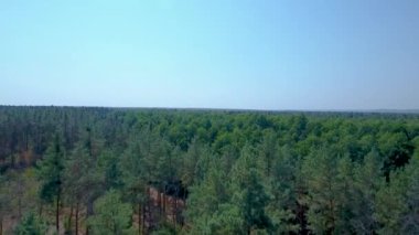 Kozalaklı orman havadan görünümü. Bir insansız hava aracı çamların üzerinden uçar. Berrak mavi gökyüzü.