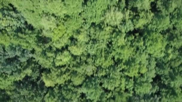 Forêt Conifères Vue Aérienne Drone Survole Les Pins Ciel Bleu — Video
