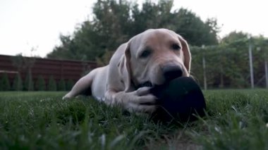 Bir köpek yavrusu yeşil çimenlerin üzerinde oyuncakla yatıyor. Labrador köpek yavrusu, 6 aylık, çim üzerinde yatıyor ve onun en sevdiği oyuncak nibbles.