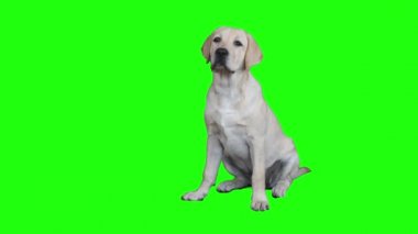 Kroma anahtarındaki köpek yavrusu portresi. Köpek Labrador altı ay oturur ve sahipleri komut bekler.