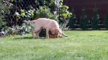 köpek yavrusu çim boyunca çalışır ve ağzında bir oyuncak taşır. eğlenceli labrador çim üzerinde çalışır. köpek yavrusu 6 aylık. oyun ve mutluluk.