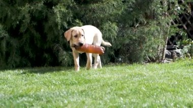 köpek yavrusu çim boyunca çalışır ve ağzında bir oyuncak taşır. eğlenceli labrador çim üzerinde çalışır. köpek yavrusu 6 aylık. oyun ve mutluluk.