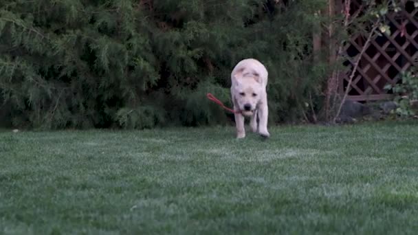 štěně teče po trávě a nosí v ústech hračku. na trávníku vede hravý Labrador. štěně je šest měsíců staré. hra a štěstí.