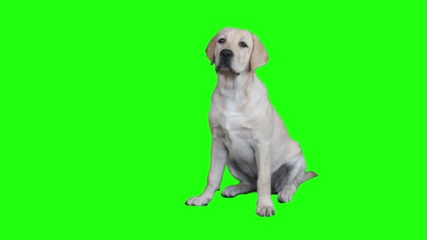 クロマキーの子犬の肖像 子犬のラブラドールは6ヶ月間座って 所有者のコマンドを待ちます — ストック動画