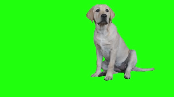 Portret Van Een Pup Een Chroma Key Puppy Labrador Zit — Stockvideo