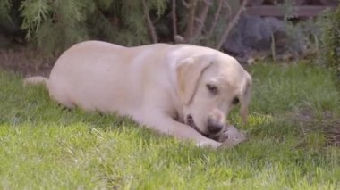 Bir köpek yavrusu yeşil çimenlerin üzerinde oyuncakla yatıyor. Labrador köpek yavrusu, 6 aylık, çim üzerinde yatıyor ve onun en sevdiği oyuncak nibbles.