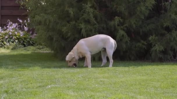 子犬は草に沿って走り その口の中でおもちゃを運びます 遊び心のあるラブラドールは芝生の上を走ります 子犬は生後6ヶ月です ゲームと幸福 — ストック動画