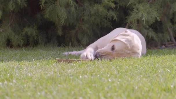 Cachorro Está Brincando Grama Verde Deitado Com Brinquedo Labrador Filhote — Vídeo de Stock