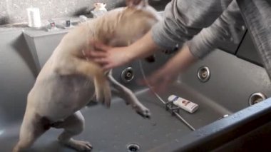 Labrador köpek yavrusu duşta yıkanıyor. Yavru köpek yüzmeyi reddediyor ve direniyor.. 