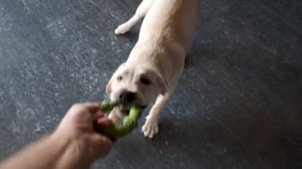 Labrador Szczeniak Bawi Się Zabawką Domu Szczeniak Odmawia Dawania Zabawek — Wideo stockowe