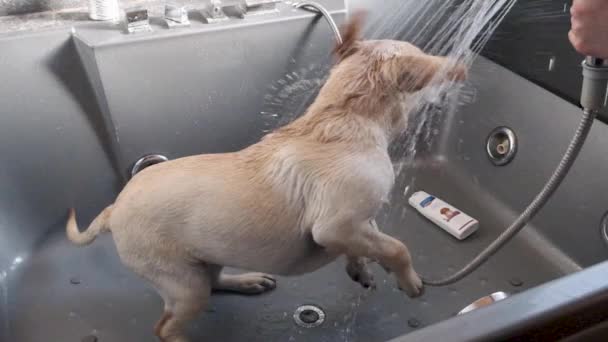 Labrador Filhote Cachorro Tomando Banho Chuveiro Cachorro Recusa Nadar Resiste — Vídeo de Stock