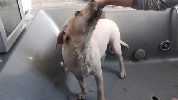 シャワーでラブラドール子犬の入浴 子犬は泳ぐことを拒否し 抵抗する — ストック動画