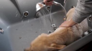 Labrador köpek yavrusu duşta yıkanıyor. Yavru köpek yüzmeyi reddediyor ve direniyor.. 