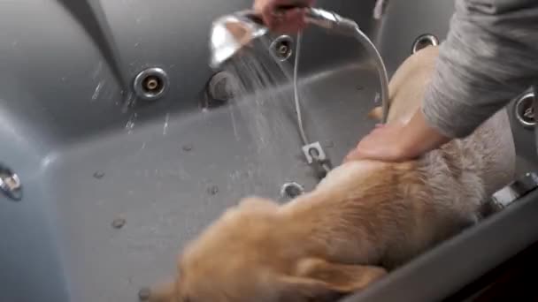 Labrador Cucciolo Bagno Sotto Doccia Cucciolo Rifiuta Nuotare Resiste — Video Stock