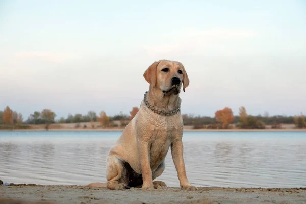 Labrador nehrin yanındaki kumun üzerinde oturuyor. Metal yakalı altı aylık yavru köpek. Bulutsuz gökyüzüne karşı akşam batımı.