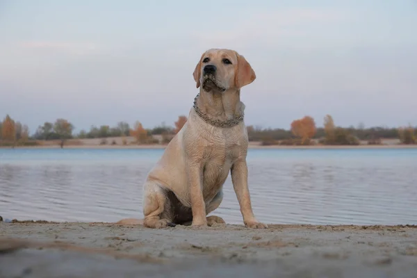 Labrador nehrin yanındaki kumun üzerinde oturuyor. Metal yakalı altı aylık yavru köpek. Bulutsuz gökyüzüne karşı akşam batımı.
