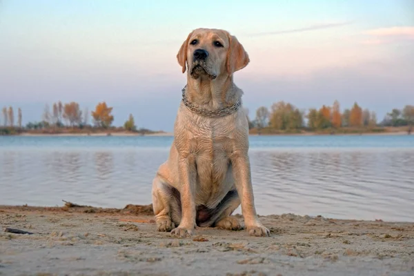 Labrador nehrin yanındaki kumun üzerinde oturuyor. Metal yakalı altı aylık yavru köpek. Bulutsuz gökyüzüne karşı akşam batımı.