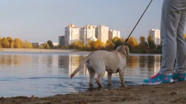 Labrador 'un sahildeki portresi. Bir köpek yavrusu akşamleyin nehrin yanındaki kumda oturur. Ukrayna, Çerkasya şehri. Sonbahar. Gün batımı.