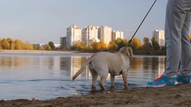 Labrador Sahildeki Portresi Bir Köpek Yavrusu Akşamleyin Nehrin Yanındaki Kumda — Stok video