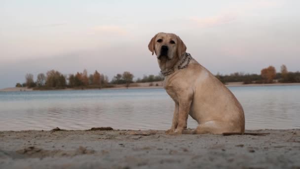 ビーチのラブラドールの肖像画子犬は川の近くの夕方に砂の上に座っています ウクライナ チェルカシーの街 秋だ日没 — ストック動画