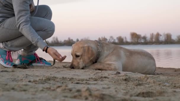 ビーチのラブラドールの肖像画子犬は川の近くの夕方に砂の上に座っています ウクライナ チェルカシーの街 秋だ日没 — ストック動画