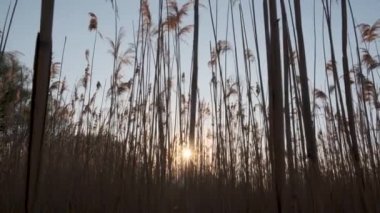 Gün batımında yoğun sazlıklar. Güneşin parlak gökyüzündeki ışınları kalın kamışları delip geçer..