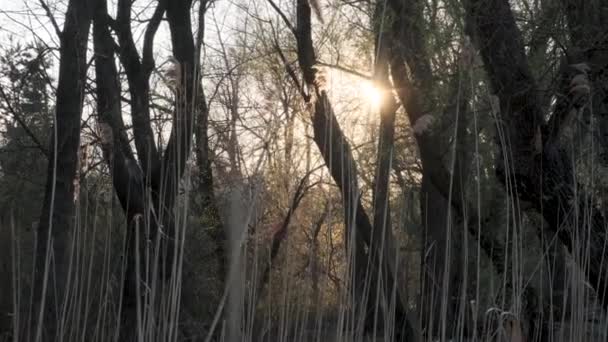 Cañas Densas Atardecer Los Rayos Del Sol Cielo Despejado Atraviesan — Vídeo de stock