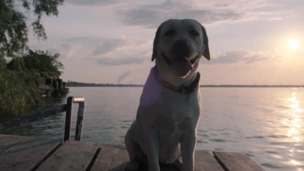 Labrador Junto Río Atardecer Perro Sol Atardecer Cerca Orilla Del — Vídeos de Stock