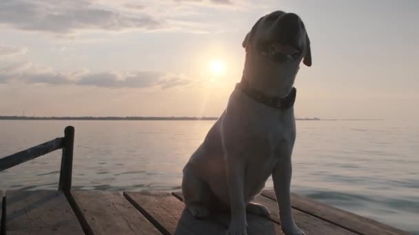 Λαμπραντόρ Δίπλα Στο Ποτάμι Ηλιοβασίλεμα Ένα Σκυλί Στον Ήλιο Κοντά — Αρχείο Βίντεο