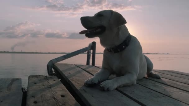 Gün Batımında Labrador Gün Batımında Nehir Kıyısında Güneşte Bir Köpek — Stok video