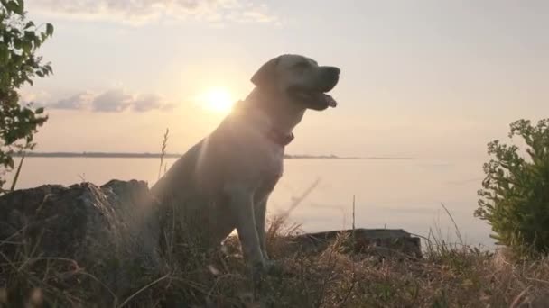 日没時に川のラブラドール 川岸近くの日没時に太陽の下で犬 ファン ラブラドール 熱いわ 舌を出す — ストック動画