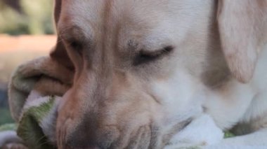 Labrador köpeği çimlerin üzerinde bir battaniye kemiriyor. Genç Labrador, 1 yaşında yavru geyik. Yazın, çimenlerin üzerinde uzanmak, bir battaniyeyi emer. Yakın plan..