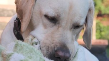 Labrador köpeği çimlerin üzerinde bir battaniye kemiriyor. Genç Labrador, 1 yaşında yavru geyik. Yazın, çimenlerin üzerinde uzanmak, bir battaniyeyi emer. Yakın plan..