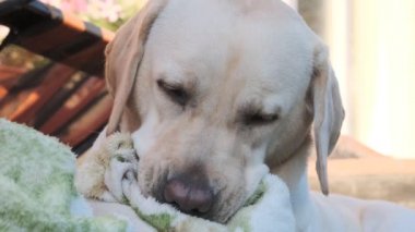 Labrador köpeği çimlerin üzerinde bir battaniye kemiriyor. Genç Labrador, 1 yaşında yavru geyik. Yazın, çimenlerin üzerinde uzanmak, bir battaniyeyi emer. Yakın plan..