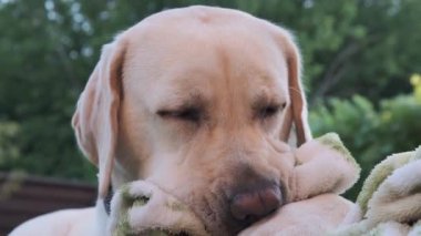 Labrador köpeği çimlerin üzerinde bir battaniye kemiriyor. Genç Labrador, 1 yaşında yavru geyik. Yazın, çimenlerin üzerinde uzanmak, bir battaniyeyi emer. Yakın plan..