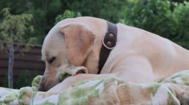 Labrador köpeği çimlerin üzerinde bir battaniye kemiriyor. Genç Labrador, 1 yaşında yavru geyik. Yazın, çimenlerin üzerinde uzanmak, bir battaniyeyi emer. Yakın plan..