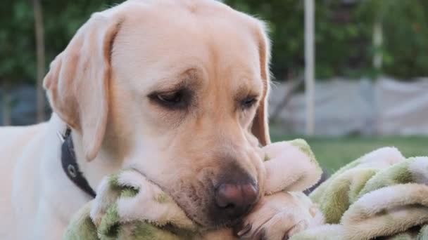 ラブラドール犬は草の上に横たわる毛布をニブル ラブラドール1歳の若さ 夏には 草の上に横になり 毛布を吸う — ストック動画