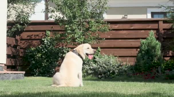 Labrador Hunden Hoppar Efter Leksak Och Fångar Den Gul Labrador — Stockvideo