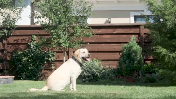 ラブラドール犬はおもちゃのためにジャンプし それをキャッチします 緑の芝生の上の民家の中庭にある黄色いラブラドールがおもちゃで遊んでいます 木製のフェンスとジュニパー 4回スローモーション — ストック動画