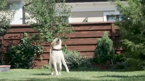 Labrador Hond Springt Voor Een Speeltje Vangt Het Een Gele — Stockvideo