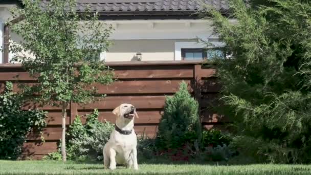 Собака Лабрадор Прыгает Игрушкой Ловит Желтый Лабрадор Дворе Частного Дома — стоковое видео